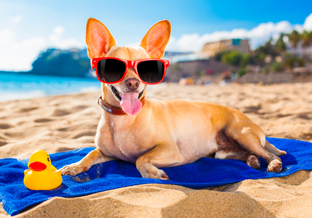 Chihuahua with sunglasses at the beach Chihuahua with sunglasses at the beach